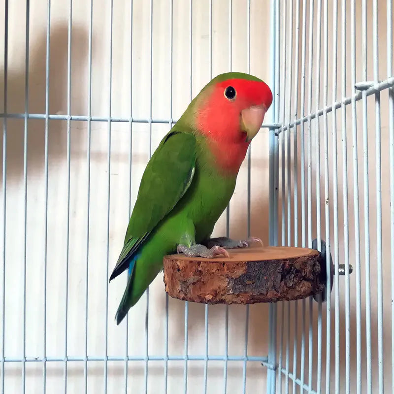 Apple Wood Parrot Stand