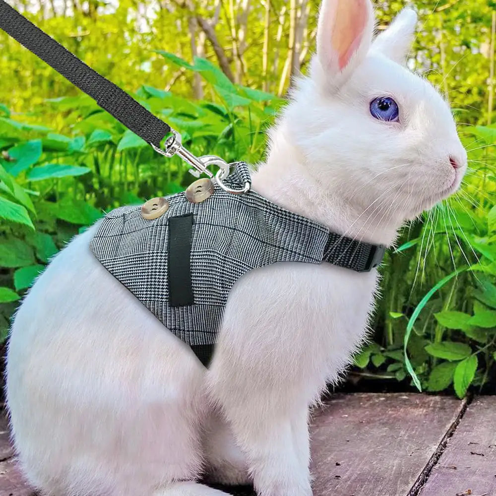 Rabbit Leash and Dress Combo