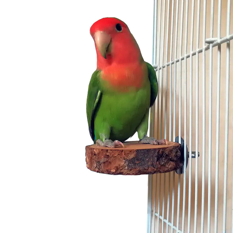 Apple Wood Parrot Stand