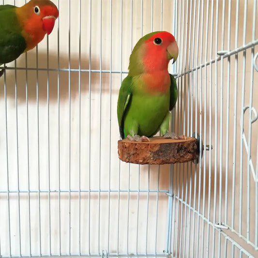 Apple Wood Parrot Stand